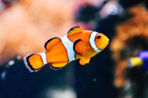 匈牙利客场力克阿塞尔巴达，索尔扎伊G罗传射